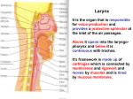23. larynx