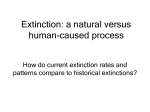 Extinction: a Natural versus Human