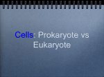 Cells: Prokaryote vs Eukaryote - John F. Kennedy Middle School