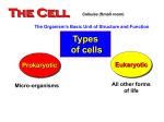 Prokaryotes - Eukaryotes
