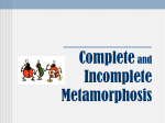 Complete and Incomplete Metamorphosis