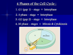 4 Phases of the Cell Cycle :