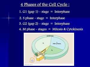 4 Phases of the Cell Cycle :