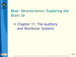 Chapter 11: The Auditory and Vestibular Systems
