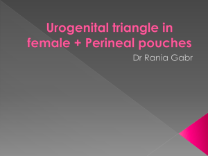 Urogenital triangle in female + Perineal pouches