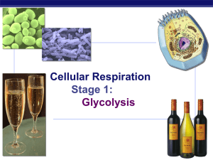 Chapter 9. Cellular Respiration STAGE 1: Glycolysis