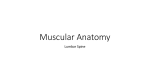 Muscular-Anatomy-Handout-2
