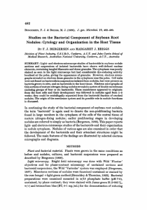 Studies on the Bacterial Component of Soybean Root