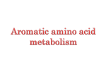 Aromatic amino acid metabolism