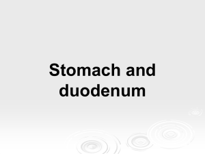 Stomach and duodenum