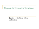 Chapter 36: Comparing Vertebrates