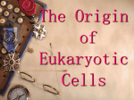 The Origin of Eukaryotic Cells