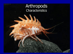 Arthropods - WordPress.com