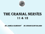 The Cranial Nerves