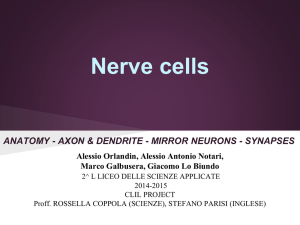 Nerve cells - Spark (e