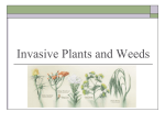 Invasive Plants and Weeds