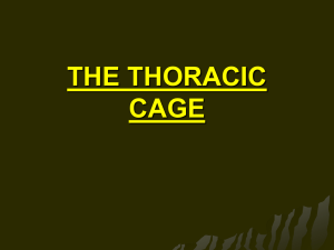 THE THORACIC CAGE