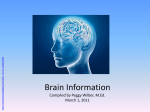 New Brain Information