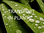 TRANSPORT IN PLANTS