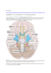 SCIENCE 101: Cranial Nerve I: The Olfactory Nerve