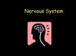Nervous System 1