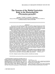 The Neurons of the Medial Geniculate Body in the Mustached Bat