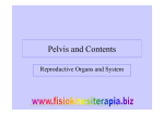 Pelvis and Contents - Fisiokinesiterapia