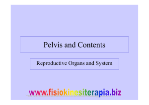 Pelvis and Contents - Fisiokinesiterapia