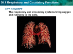 30.1 Respiratory and Circulatory Functions