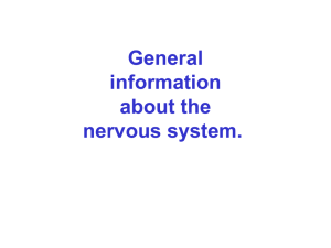 06 General information about the nervous system