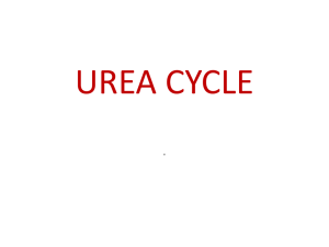 2. Lect. Urea cycle
