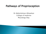 L16-Pathways of Proprioception2014-08-23 10