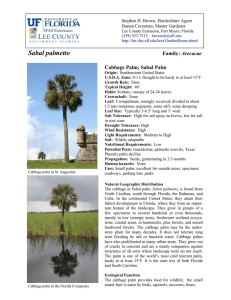 Cabbage Palm - Lee County Extension