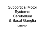 BN21 subcortical motor control