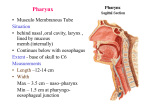 Pharynx