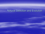 Theory of Evolution and Natural Selection