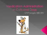 Parenteral Administration of Medication in Small
