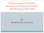 Surface Anatomy and Skin Incisions for Posterior forearm and