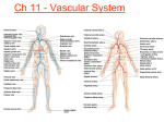 Ch 11 Vascular System