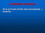 10-Anterior triangle2008-11-12 22:064.3 MB