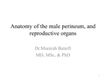 Anatomy of the male perineum, and reproductive organs