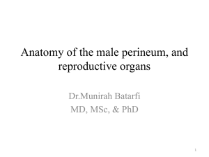 Anatomy of the male perineum, and reproductive organs