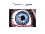 24. Sensory organs