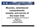 Muscles, osteofascial compartments, vessels, and nerves of the