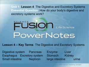 Unit 1 Lesson 4 The Digestive and Excretory Systems Essential