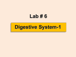 lab 7 digestive system 1 - Dr. Justo Lopez Website