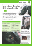 Infectious Bovine Rhinotracheitis