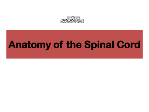 02Anatomy of the Spinal Cord