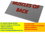 06 MUSCLES OF BACK