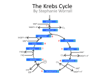 the krebs cycle by stef worrall